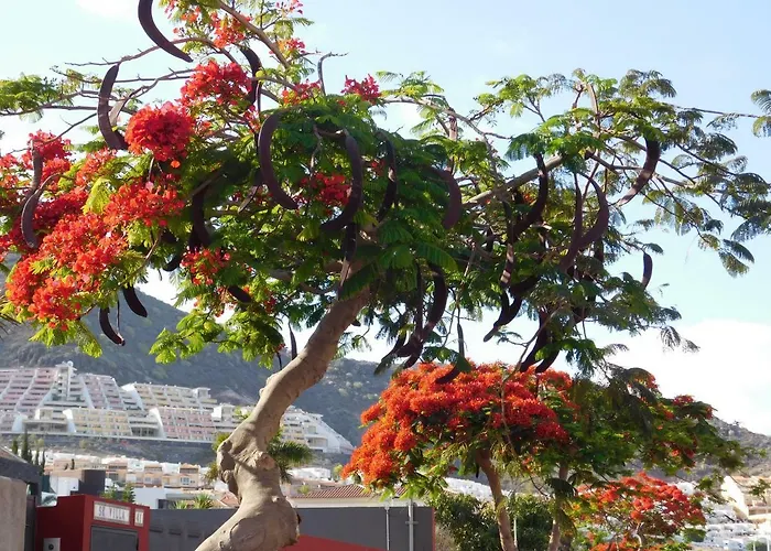 Διαμέρισμα Brisas Del Mar *